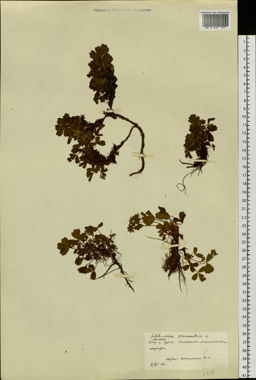 Sibbaldia procumbens L., Siberia, Altai & Sayany Mountains (S2) (Russia)