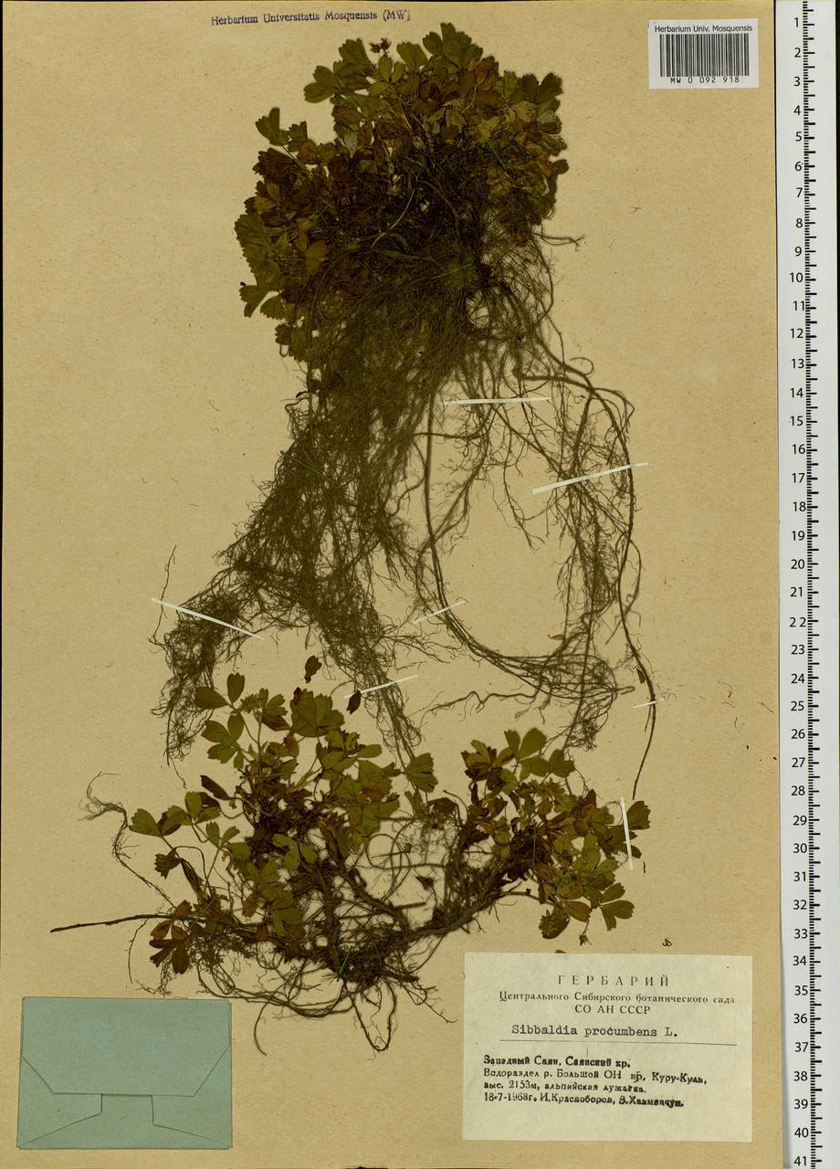 Sibbaldia procumbens L., Siberia, Altai & Sayany Mountains (S2) (Russia)