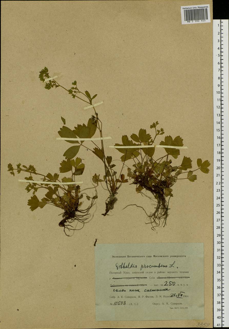 Sibbaldia procumbens L., Siberia, Western Siberia (S1) (Russia)