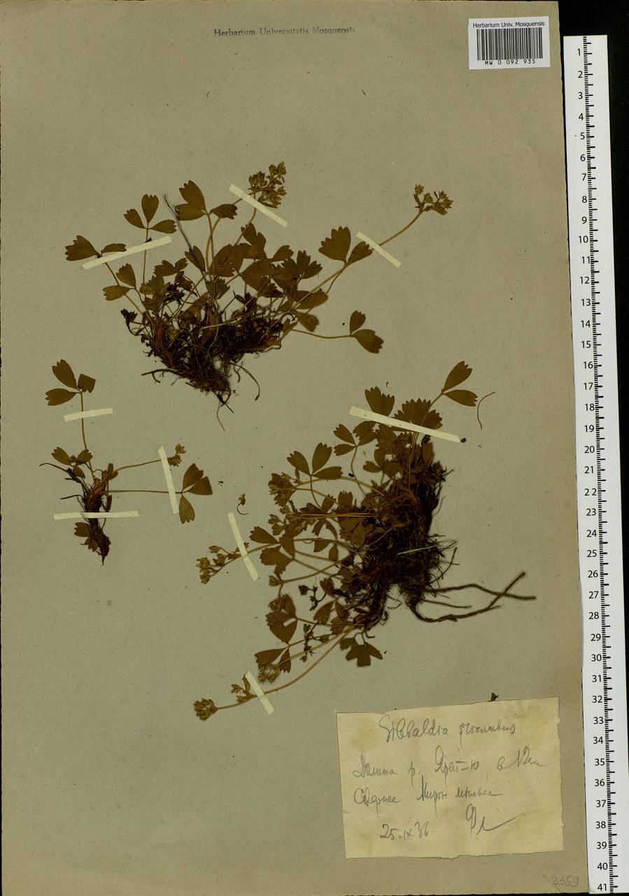 Sibbaldia procumbens L., Siberia, Western Siberia (S1) (Russia)