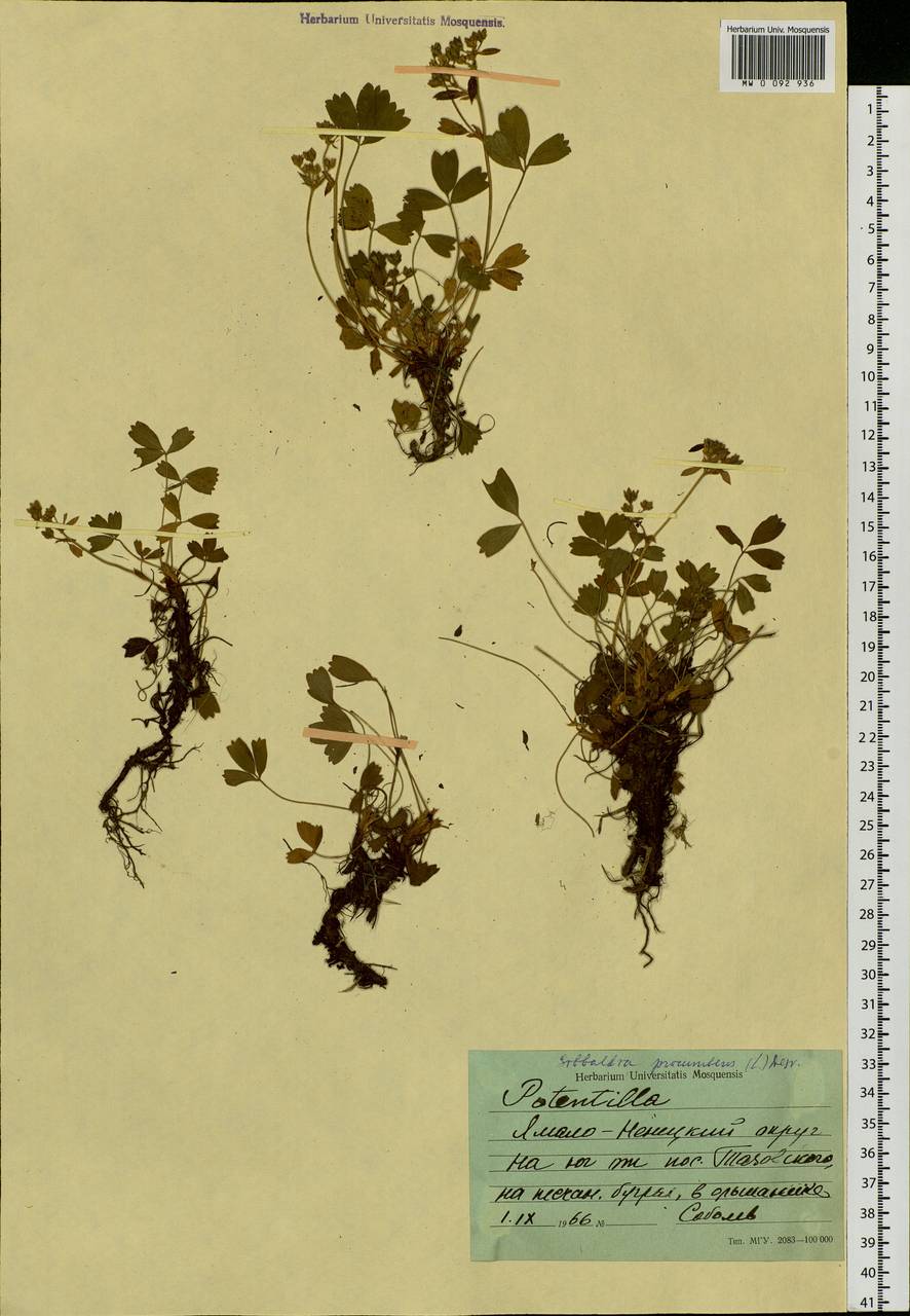 Sibbaldia procumbens L., Siberia, Western Siberia (S1) (Russia)