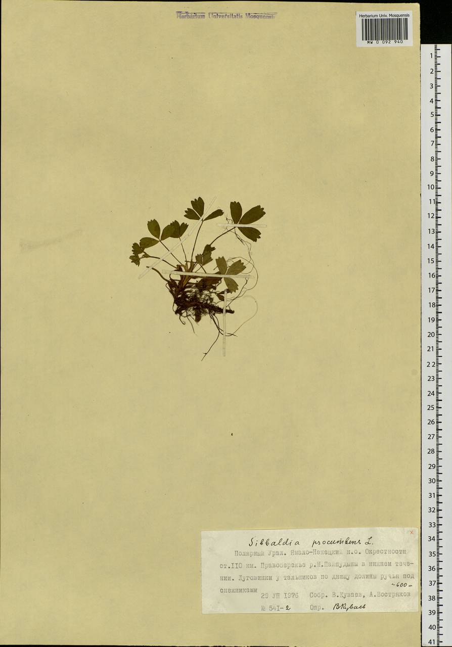 Sibbaldia procumbens L., Siberia, Western Siberia (S1) (Russia)