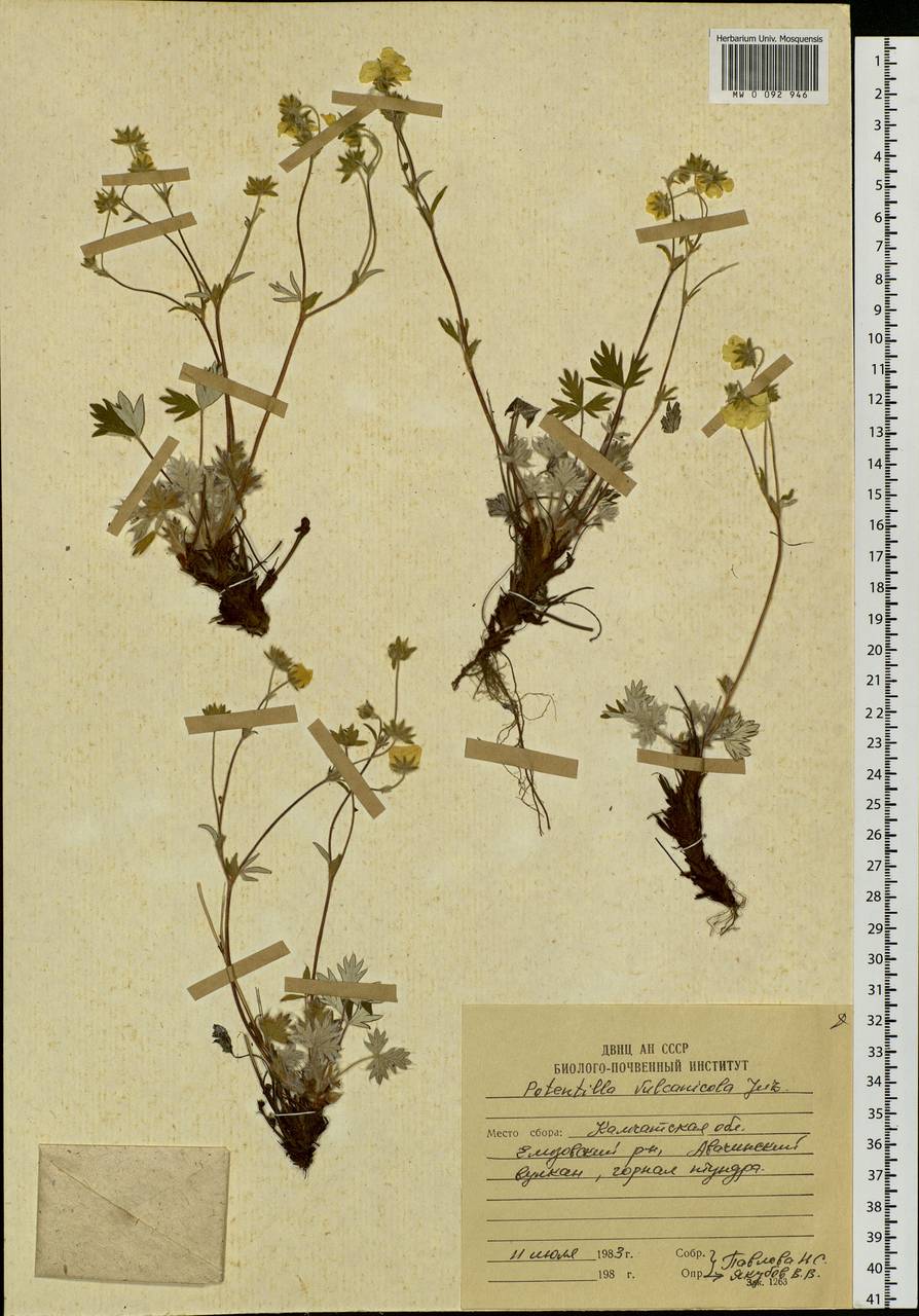 Potentilla vulcanicola Juz., Siberia, Chukotka & Kamchatka (S7) (Russia)