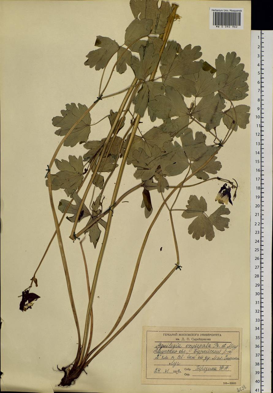 Aquilegia oxysepala Trautv. & C. A. Mey., Siberia, Russian Far East (S6) (Russia)