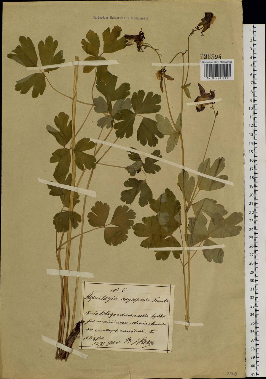 Aquilegia oxysepala Trautv. & C. A. Mey., South Asia, South Asia (Asia outside ex-Soviet states and Mongolia) (ASIA) (China)