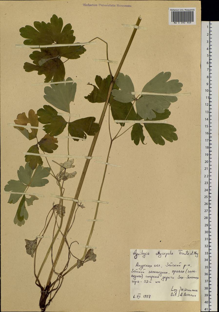 Aquilegia oxysepala Trautv. & C. A. Mey., Siberia, Russian Far East (S6) (Russia)