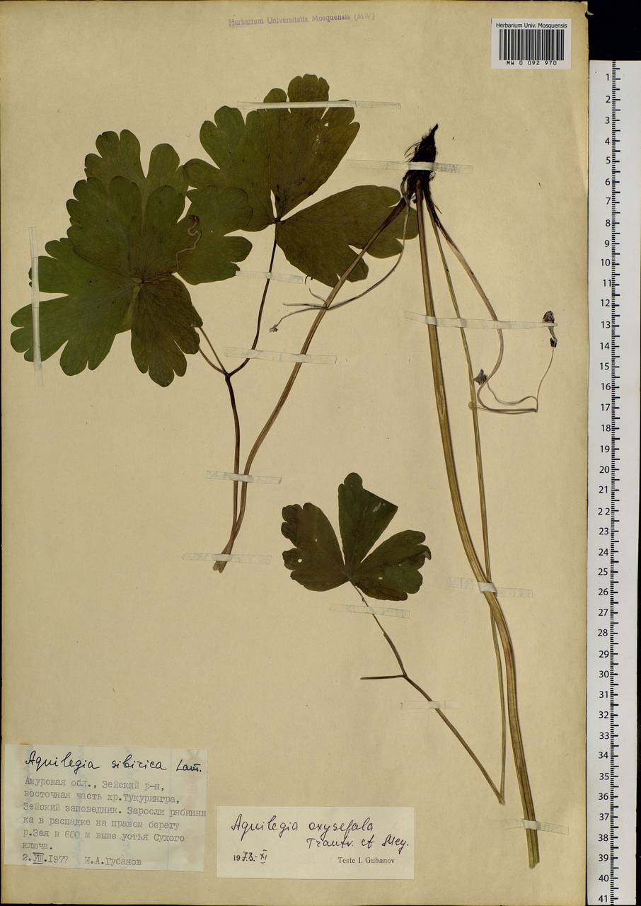 Aquilegia oxysepala Trautv. & C. A. Mey., Siberia, Russian Far East (S6) (Russia)