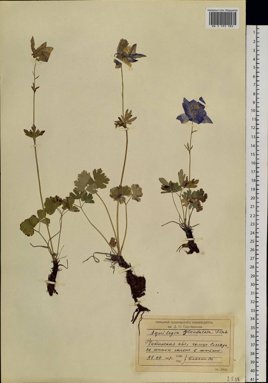 Aquilegia glandulosa Fisch., Siberia, Baikal & Transbaikal region (S4) (Russia)