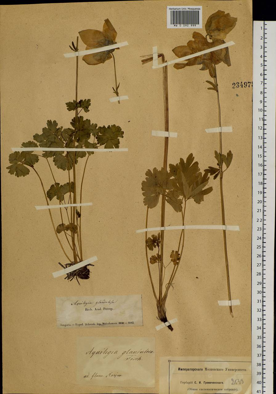 Aquilegia glandulosa Fisch., Siberia, Western (Kazakhstan) Altai Mountains (S2a) (Kazakhstan)