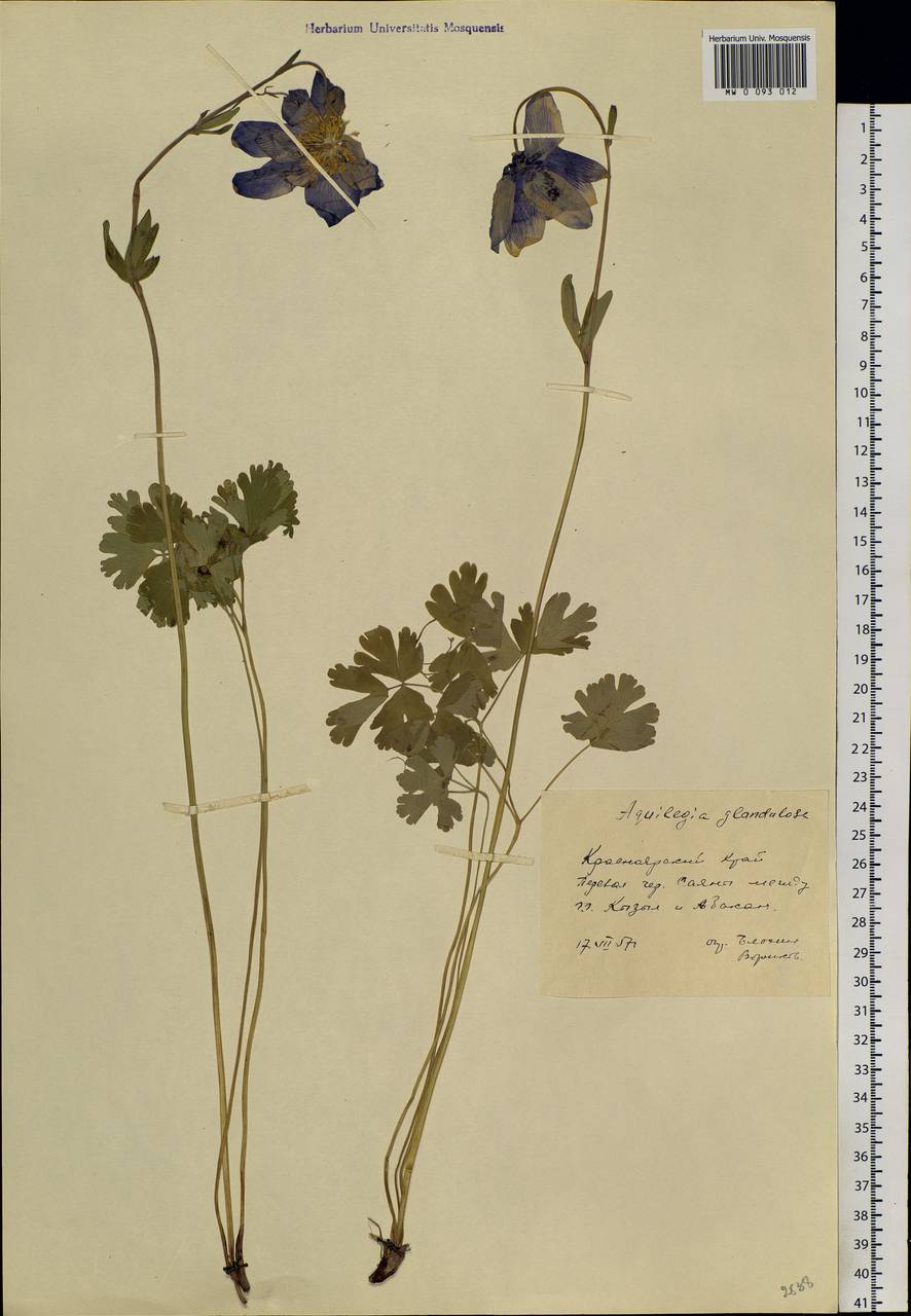 Aquilegia glandulosa Fisch., Siberia, Altai & Sayany Mountains (S2) (Russia)