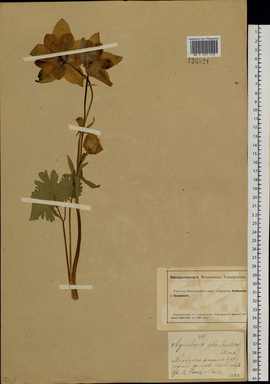 Aquilegia glandulosa Fisch., Siberia, Altai & Sayany Mountains (S2) (Russia)