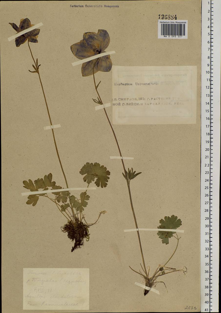 Aquilegia glandulosa Fisch., Siberia, Altai & Sayany Mountains (S2) (Russia)