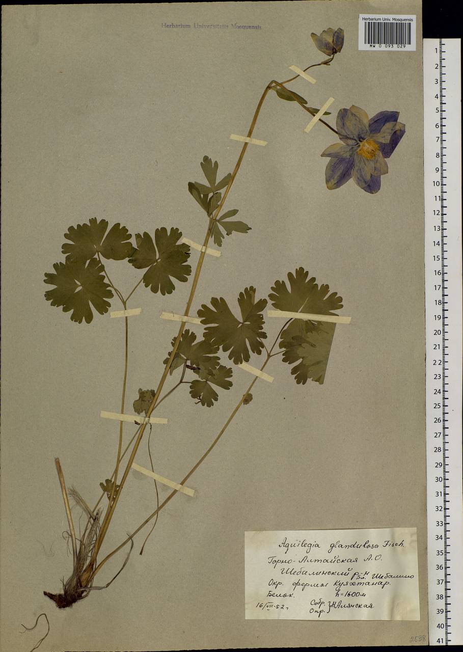 Aquilegia glandulosa Fisch., Siberia, Altai & Sayany Mountains (S2) (Russia)