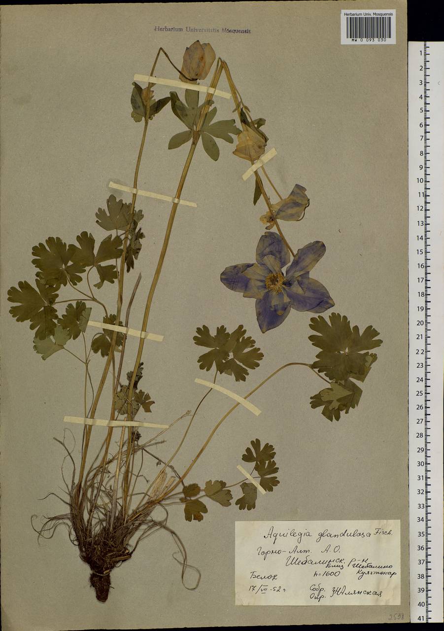 Aquilegia glandulosa Fisch., Siberia, Altai & Sayany Mountains (S2) (Russia)