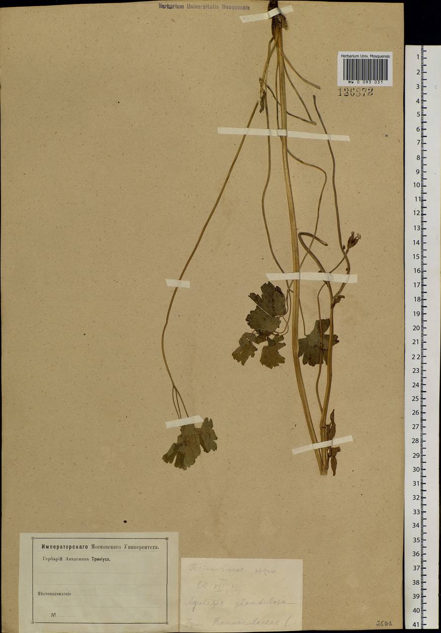 Aquilegia glandulosa Fisch., Siberia, Altai & Sayany Mountains (S2) (Russia)