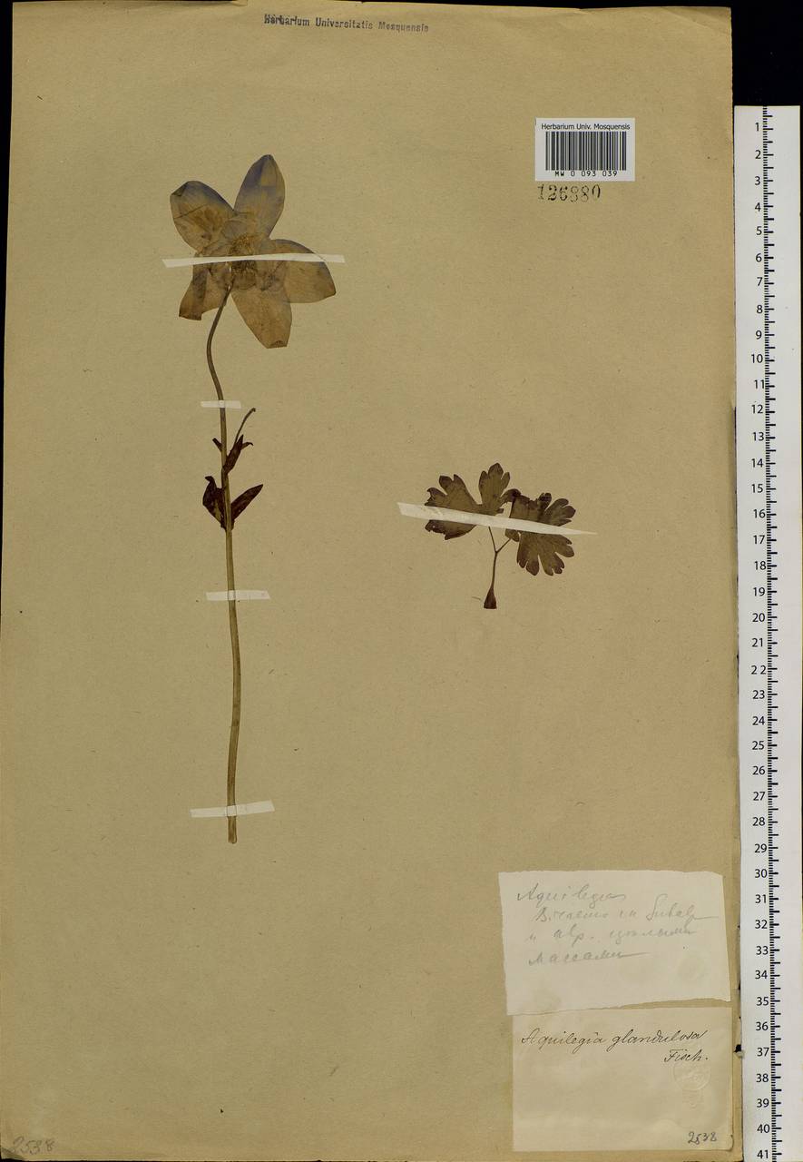 Aquilegia glandulosa Fisch., Siberia, Altai & Sayany Mountains (S2) (Russia)