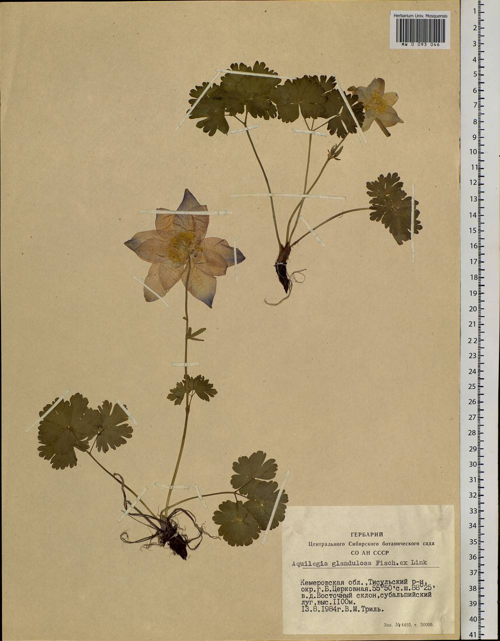 Aquilegia glandulosa Fisch., Siberia, Altai & Sayany Mountains (S2) (Russia)