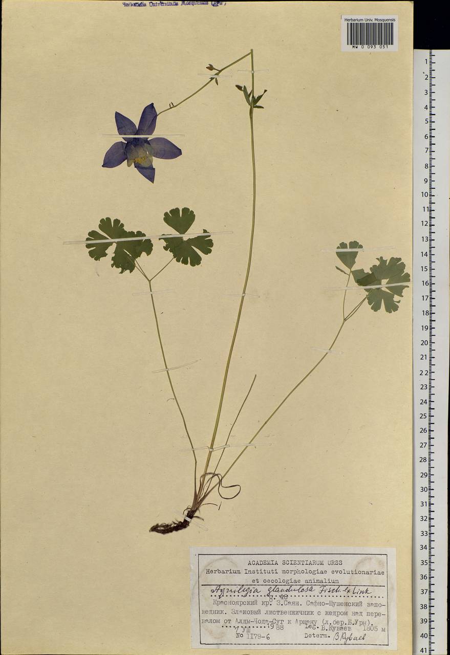 Aquilegia glandulosa Fisch., Siberia, Altai & Sayany Mountains (S2) (Russia)