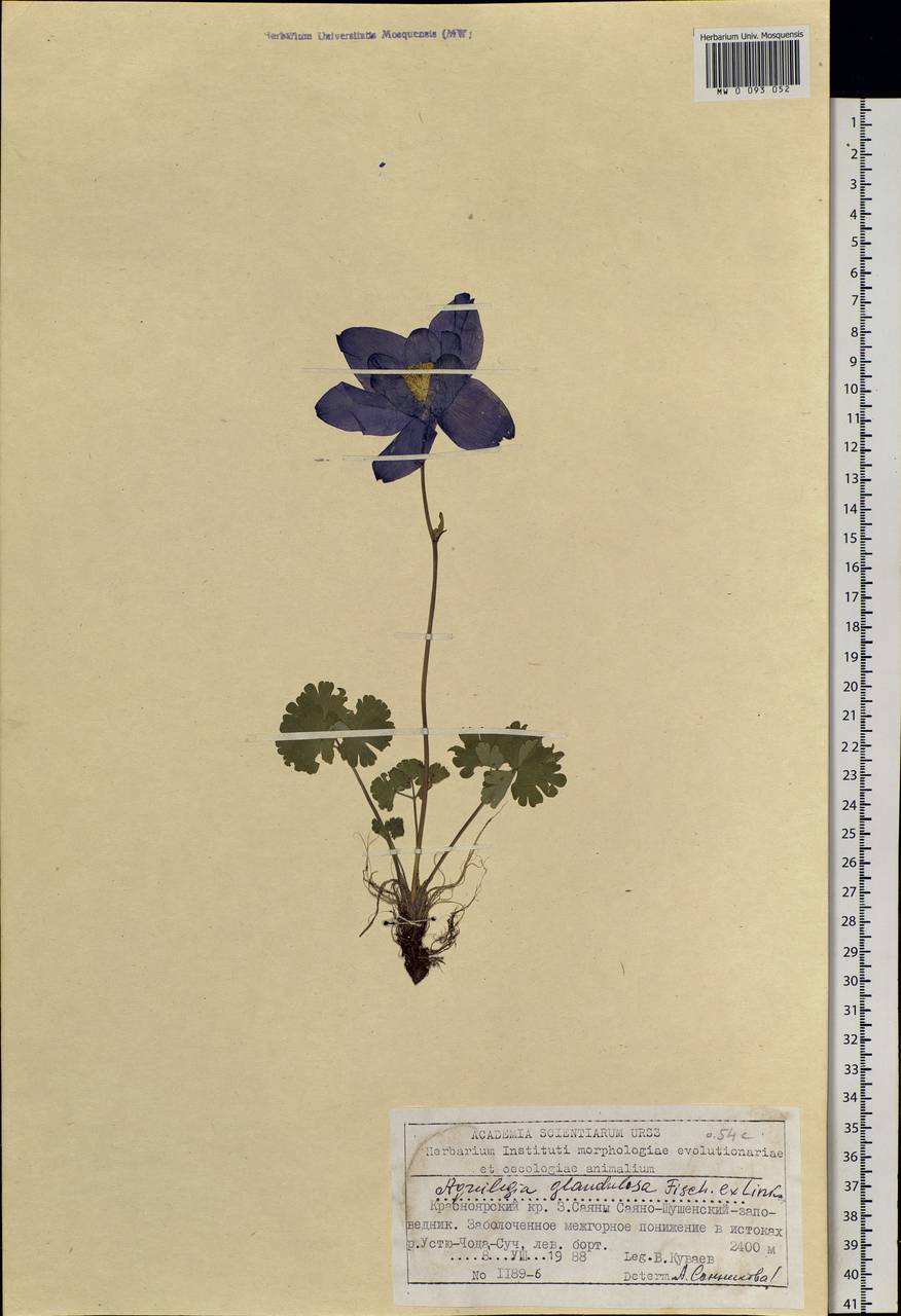 Aquilegia glandulosa Fisch., Siberia, Altai & Sayany Mountains (S2) (Russia)