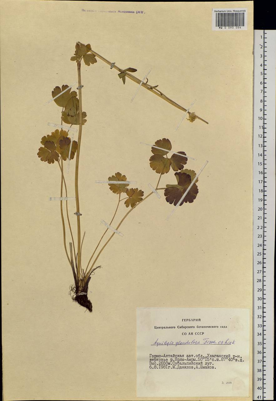 Aquilegia glandulosa Fisch., Siberia, Altai & Sayany Mountains (S2) (Russia)