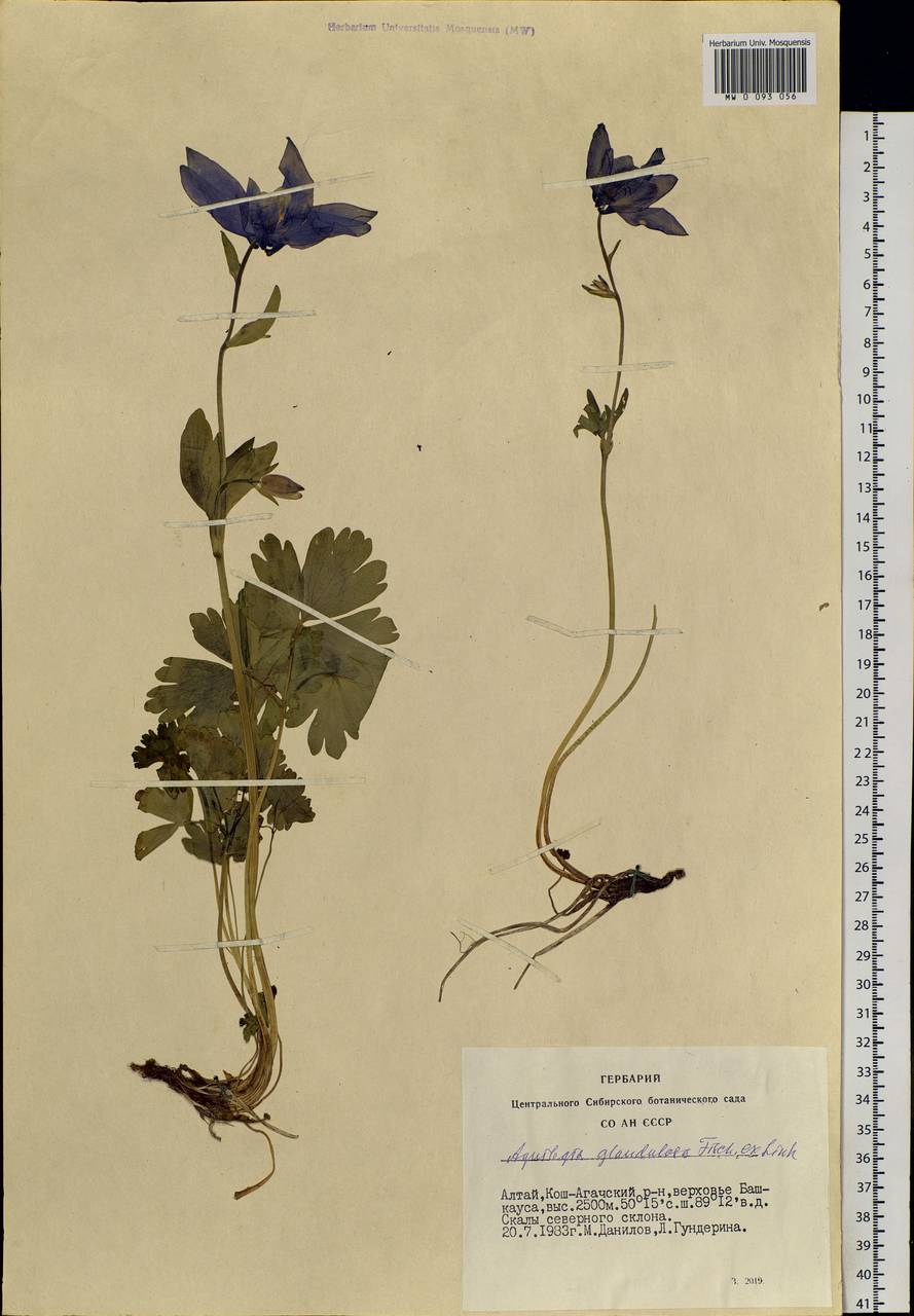 Aquilegia glandulosa Fisch., Siberia, Altai & Sayany Mountains (S2) (Russia)