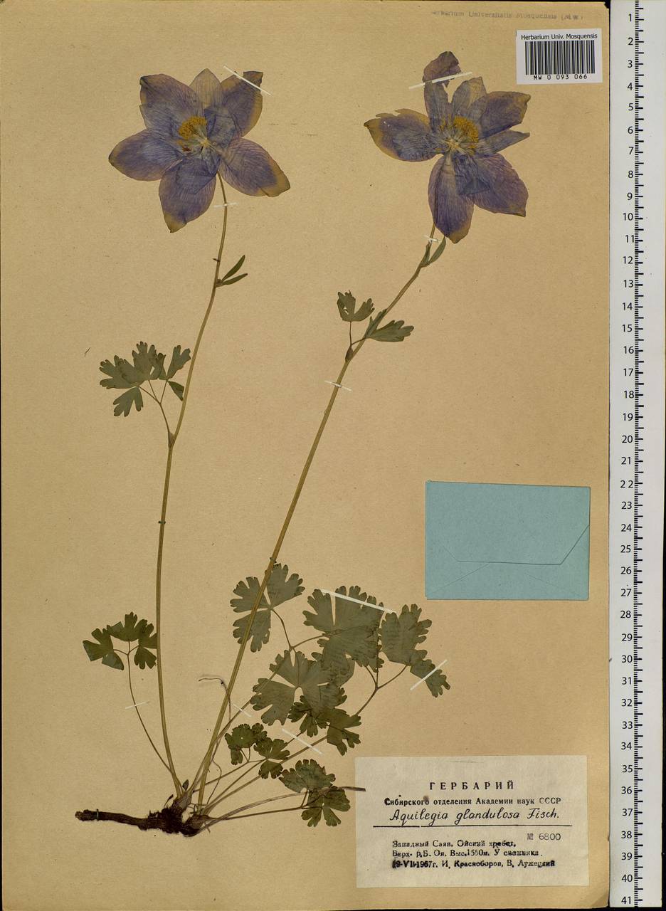 Aquilegia glandulosa Fisch., Siberia, Altai & Sayany Mountains (S2) (Russia)