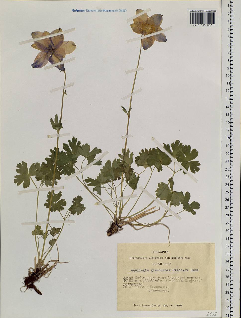 Aquilegia glandulosa Fisch., Siberia, Altai & Sayany Mountains (S2) (Russia)