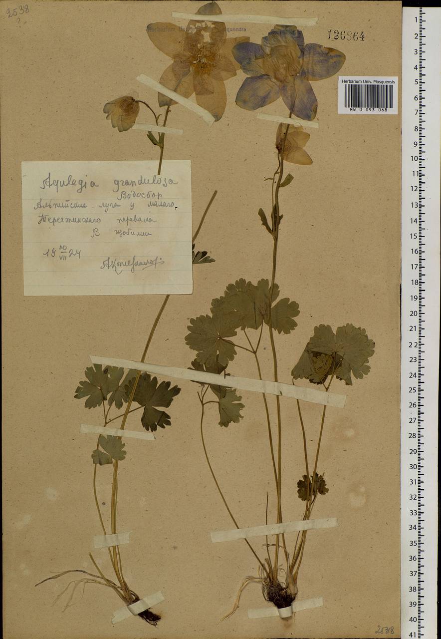 Aquilegia glandulosa Fisch., Siberia, Altai & Sayany Mountains (S2) (Russia)