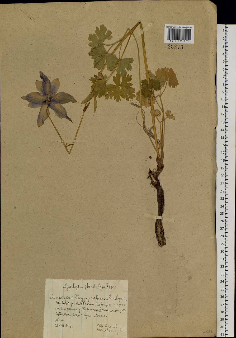 Aquilegia glandulosa Fisch., Siberia, Altai & Sayany Mountains (S2) (Russia)