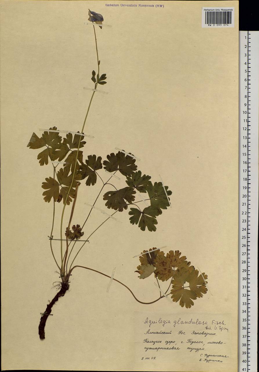 Aquilegia glandulosa Fisch., Siberia, Altai & Sayany Mountains (S2) (Russia)