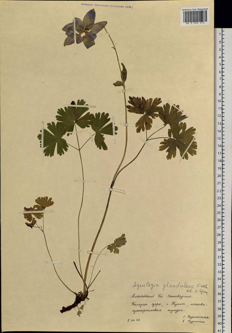 Aquilegia glandulosa Fisch., Siberia, Altai & Sayany Mountains (S2) (Russia)