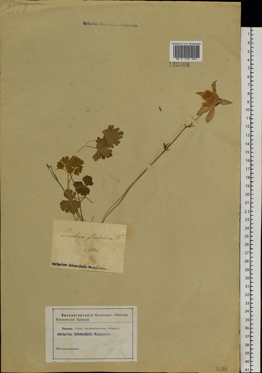 Aquilegia glandulosa Fisch., Siberia, Altai & Sayany Mountains (S2) (Russia)