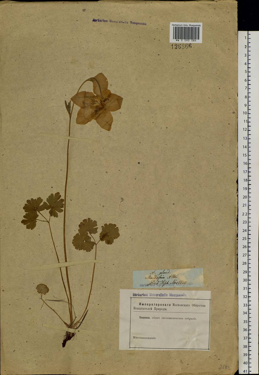 Aquilegia glandulosa Fisch., Siberia, Altai & Sayany Mountains (S2) (Russia)