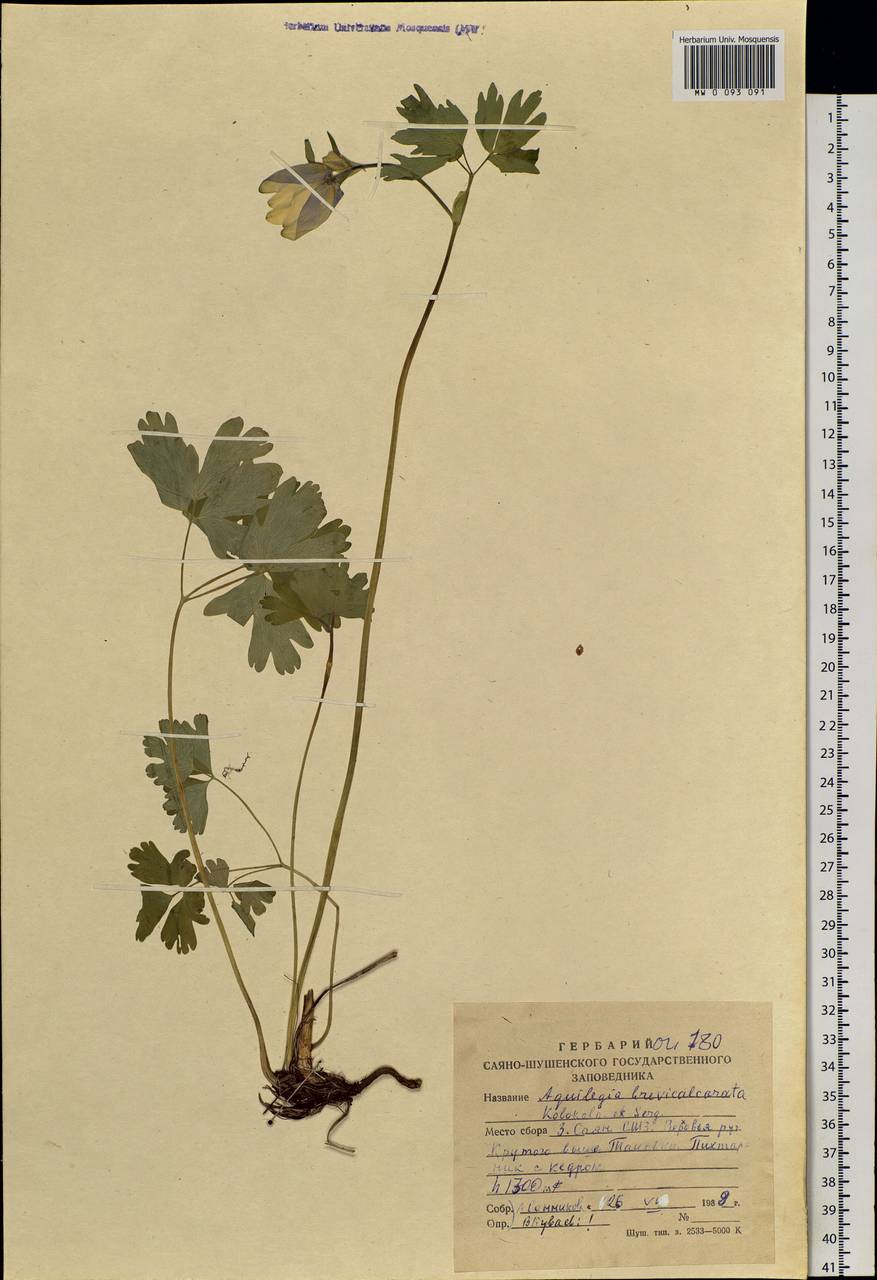 Aquilegia glandulosa Fisch., Siberia, Altai & Sayany Mountains (S2) (Russia)