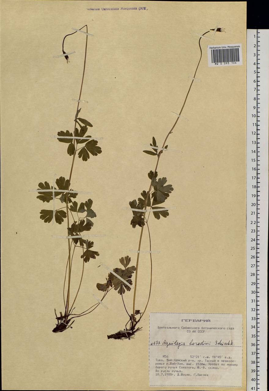 Aquilegia borodinii Schischk., Siberia, Altai & Sayany Mountains (S2) (Russia)