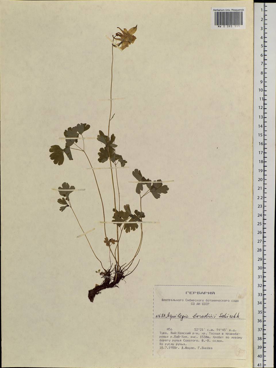 Aquilegia borodinii Schischk., Siberia, Altai & Sayany Mountains (S2) (Russia)