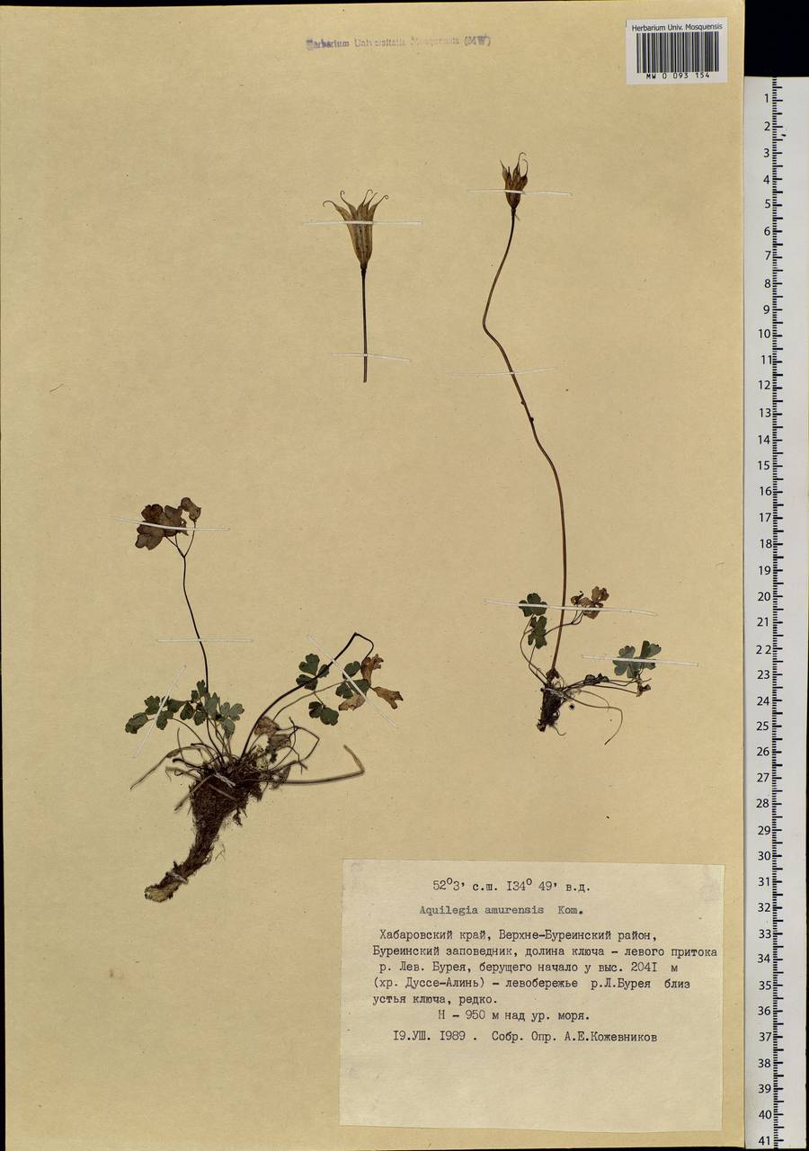 Aquilegia flabellata Siebold & Zucc., Siberia, Russian Far East (S6) (Russia)