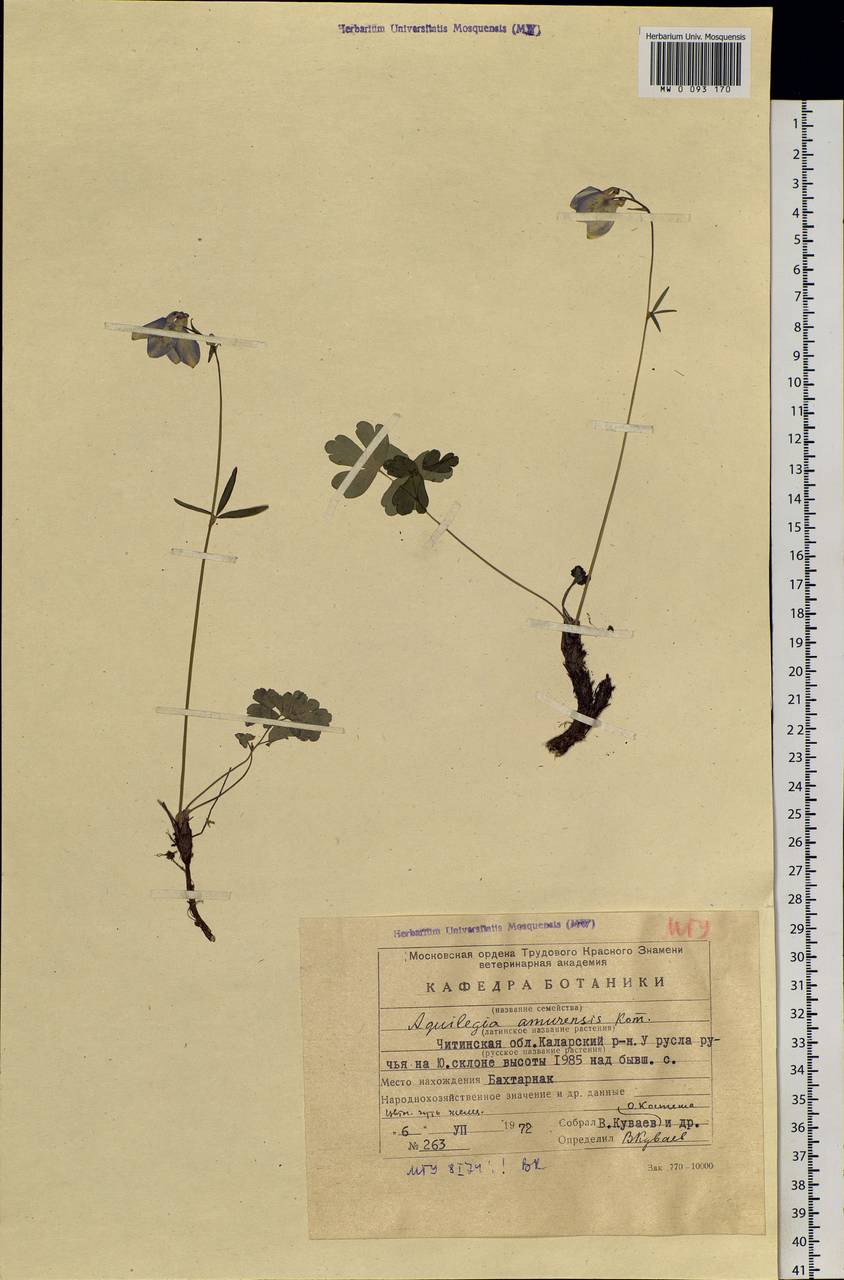 Aquilegia flabellata Siebold & Zucc., Siberia, Baikal & Transbaikal region (S4) (Russia)