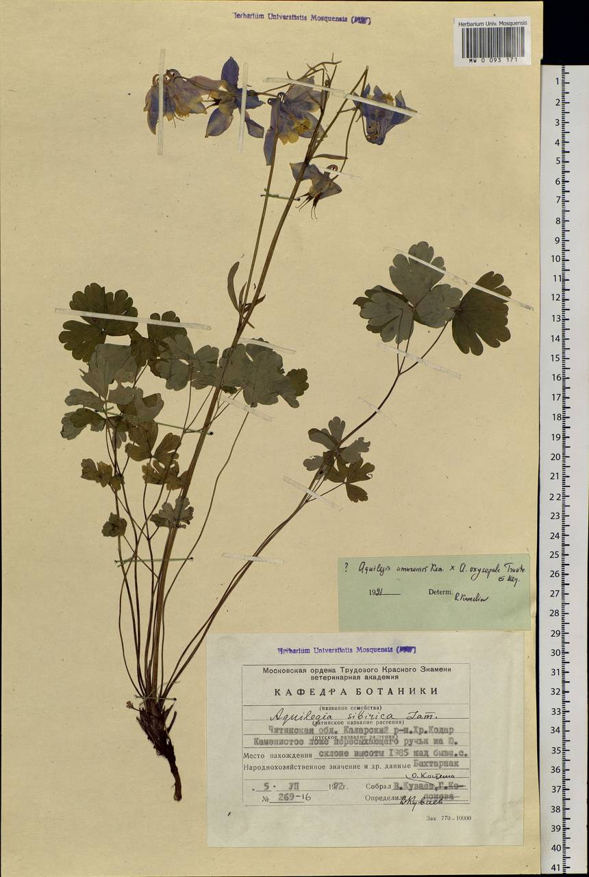 Aquilegia flabellata Siebold & Zucc., Siberia, Baikal & Transbaikal region (S4) (Russia)