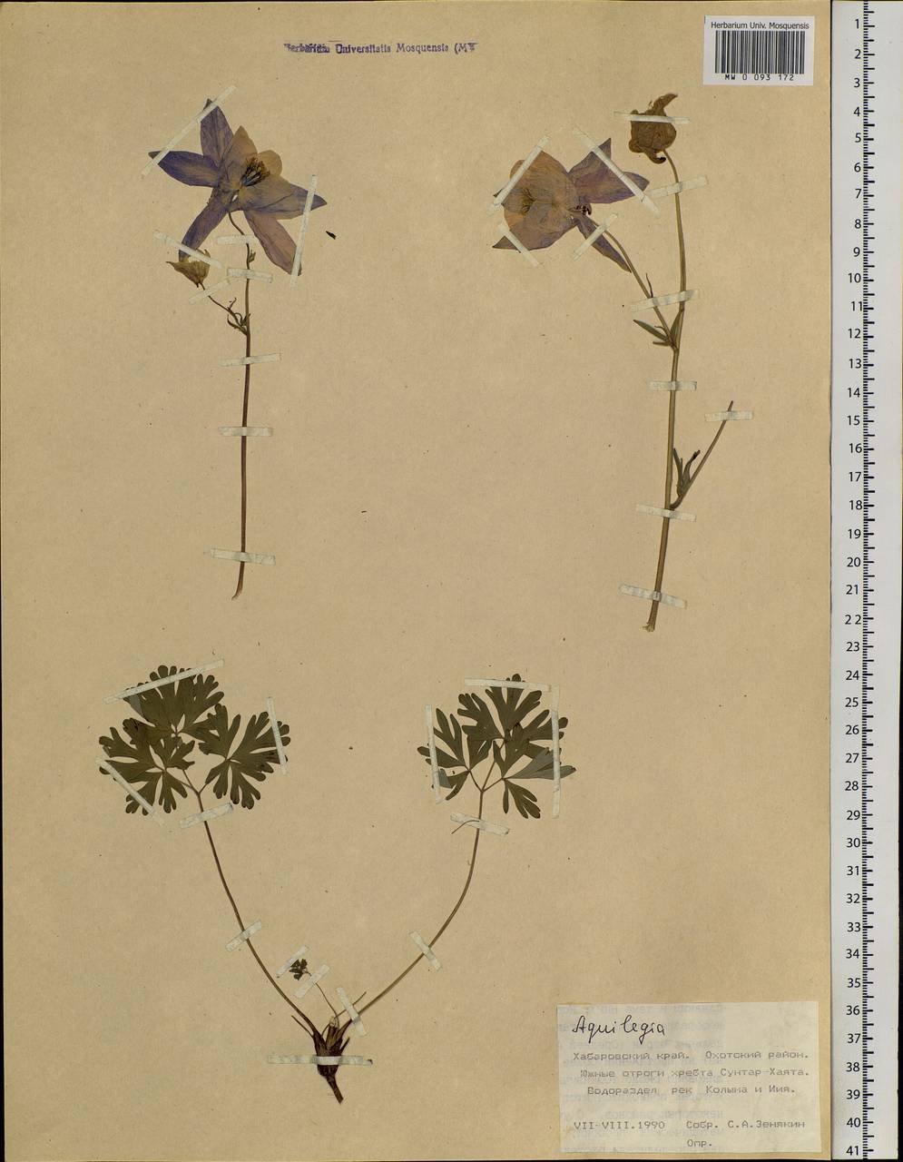 Aquilegia, Siberia, Russian Far East (S6) (Russia)