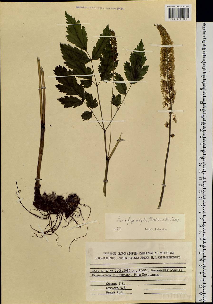 Actaea simplex (DC.) Wormsk. ex Fisch. & C. A. Mey., Siberia, Chukotka & Kamchatka (S7) (Russia)