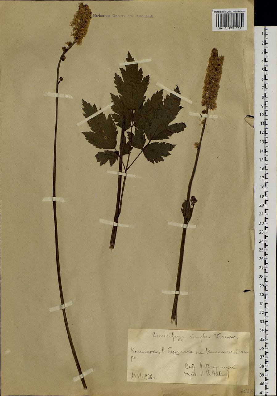 Actaea simplex (DC.) Wormsk. ex Fisch. & C. A. Mey., Siberia, Chukotka & Kamchatka (S7) (Russia)