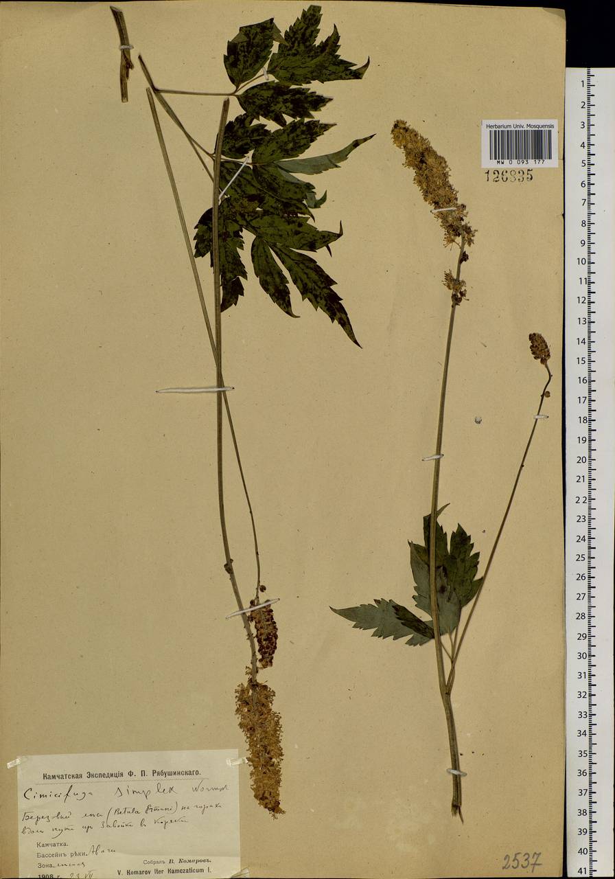 Actaea simplex (DC.) Wormsk. ex Fisch. & C. A. Mey., Siberia, Chukotka & Kamchatka (S7) (Russia)