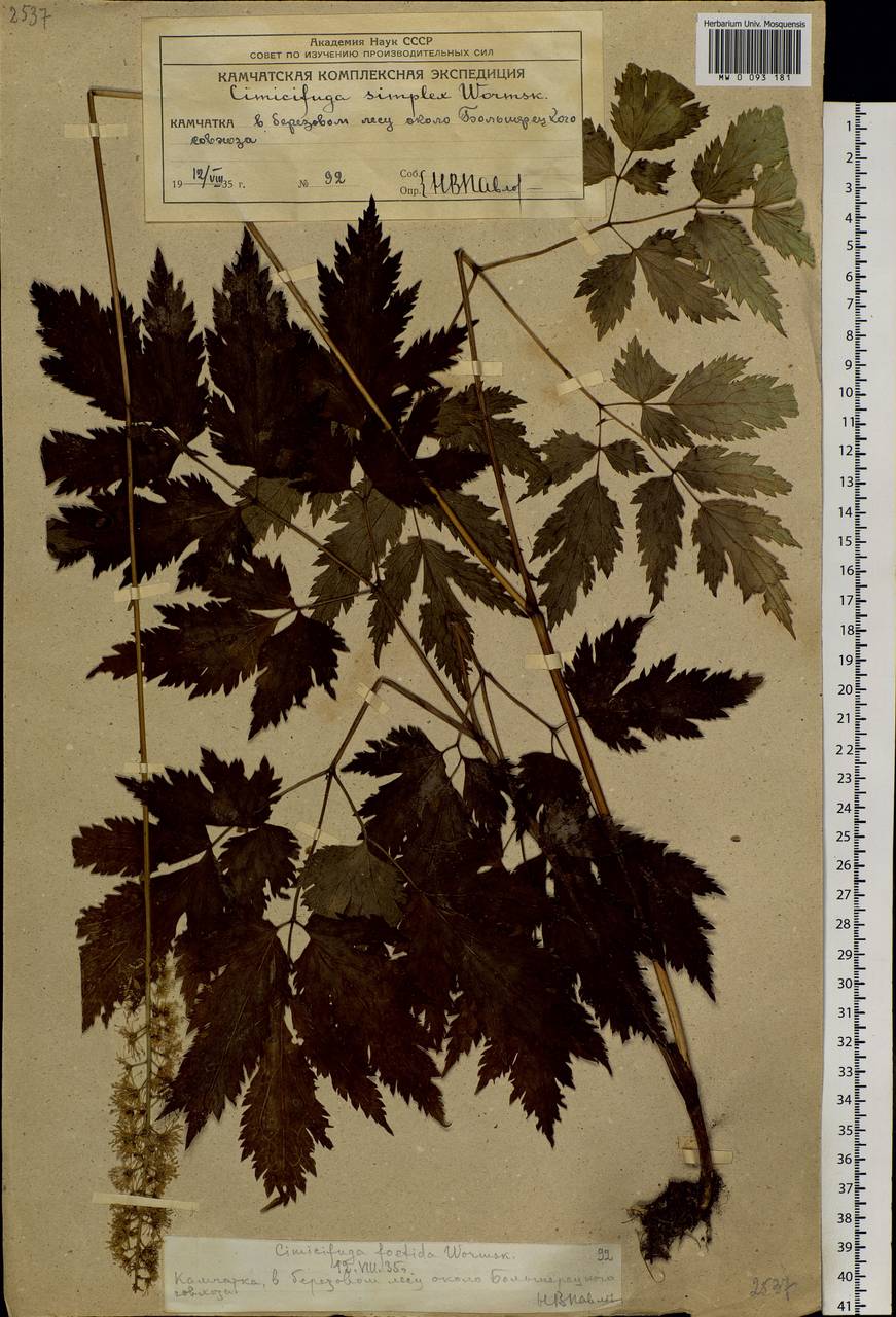 Actaea simplex (DC.) Wormsk. ex Fisch. & C. A. Mey., Siberia, Chukotka & Kamchatka (S7) (Russia)