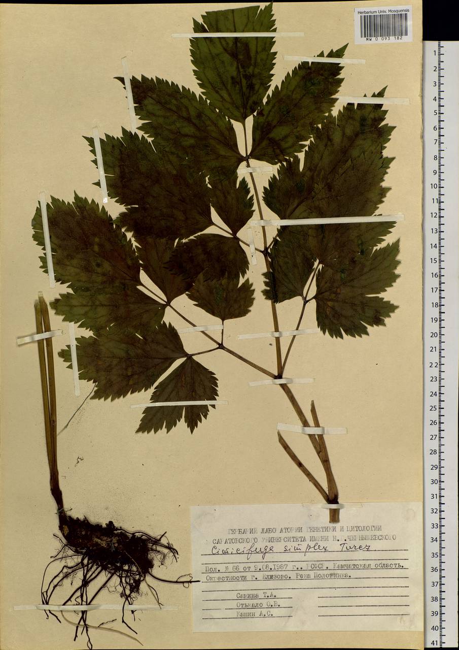 Actaea simplex (DC.) Wormsk. ex Fisch. & C.A.Mey., Siberia, Chukotka & Kamchatka (S7) (Russia)