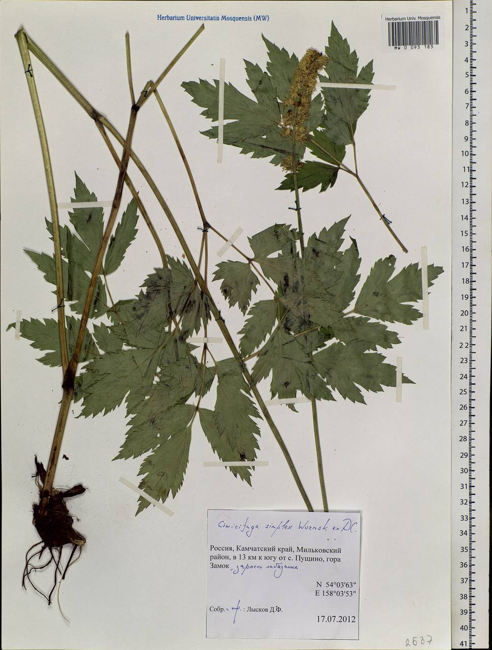 Actaea simplex (DC.) Wormsk. ex Fisch. & C. A. Mey., Siberia, Chukotka & Kamchatka (S7) (Russia)