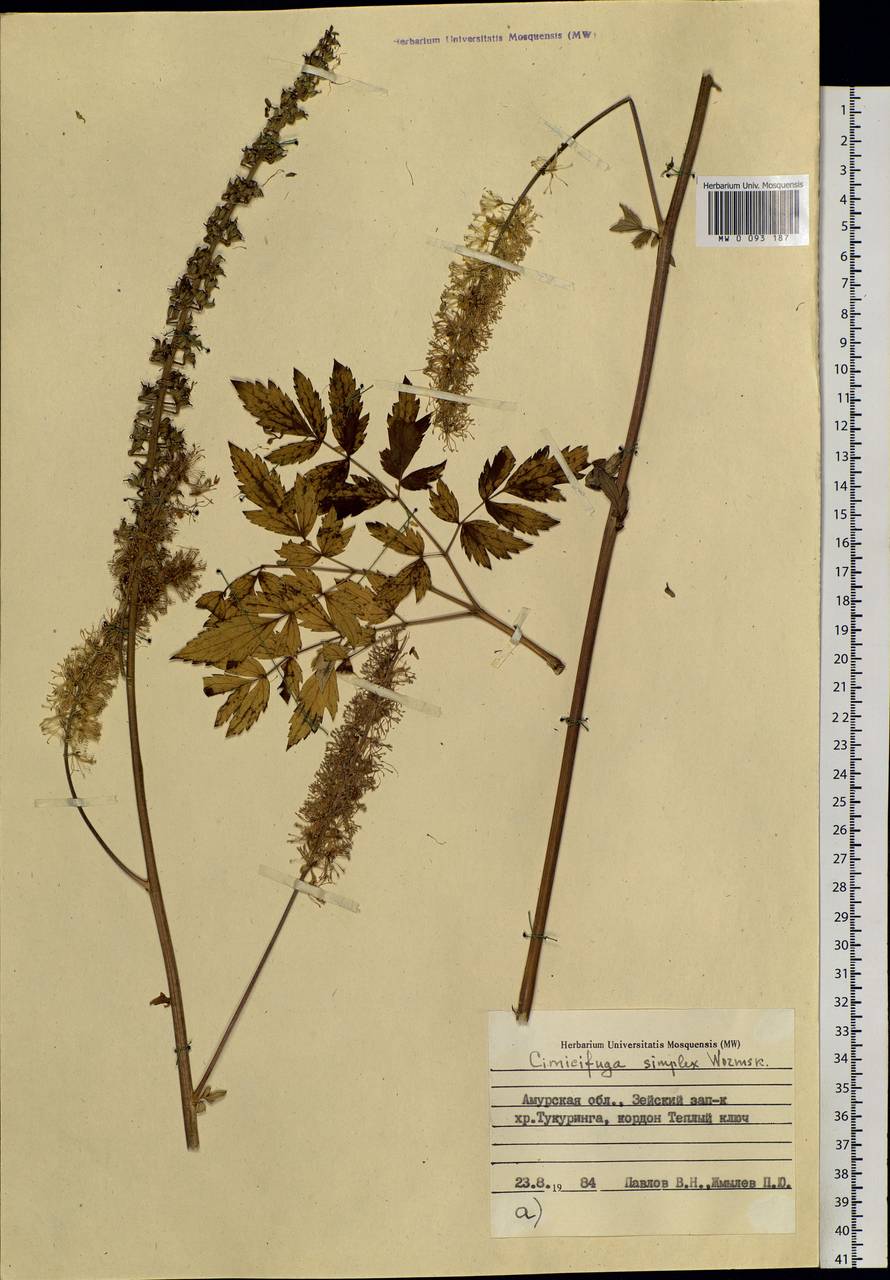 Actaea simplex (DC.) Wormsk. ex Fisch. & C. A. Mey., Siberia, Russian Far East (S6) (Russia)