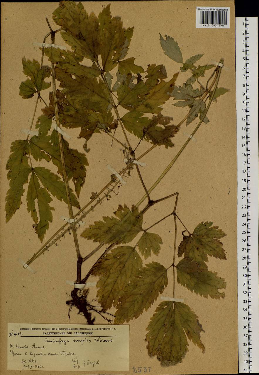 Actaea simplex (DC.) Wormsk. ex Fisch. & C. A. Mey., Siberia, Russian Far East (S6) (Russia)