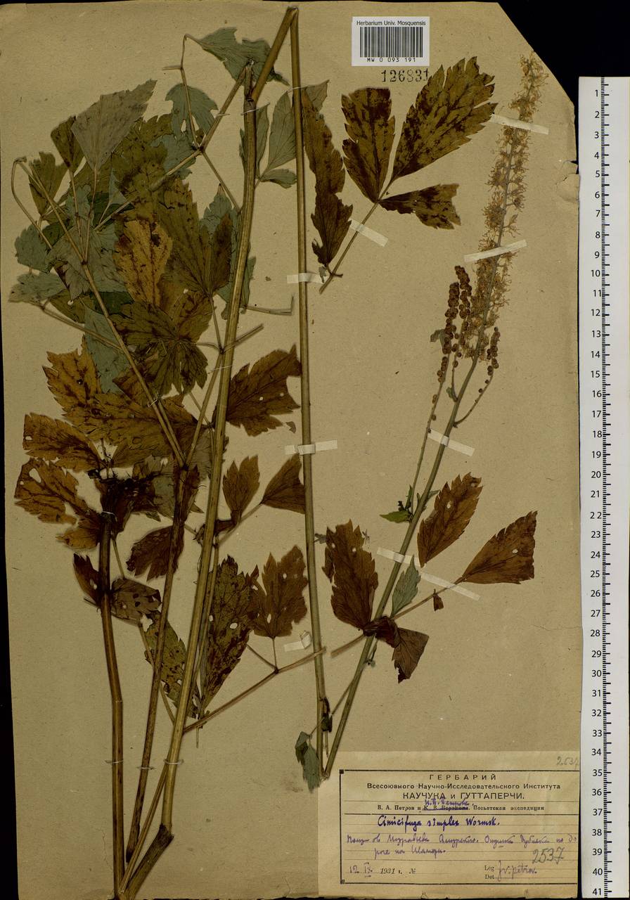 Actaea simplex (DC.) Wormsk. ex Fisch. & C. A. Mey., Siberia, Russian Far East (S6) (Russia)