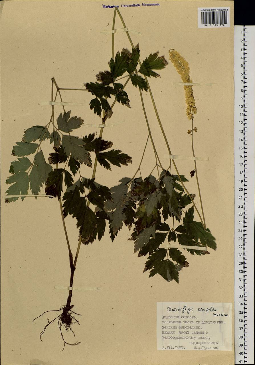Actaea simplex (DC.) Wormsk. ex Fisch. & C. A. Mey., Siberia, Russian Far East (S6) (Russia)